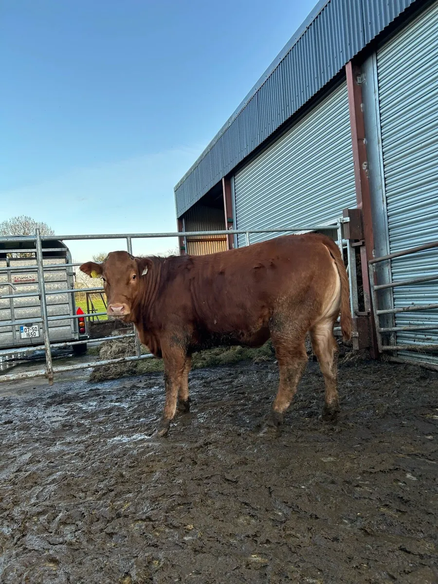 Limousine wealing heifer - Image 3