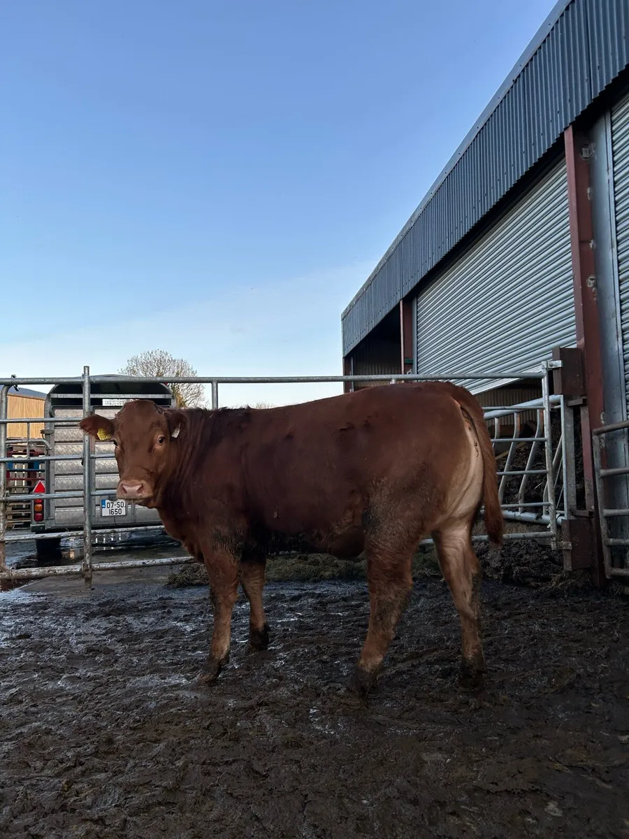 Limousine wealing heifer - Image 4