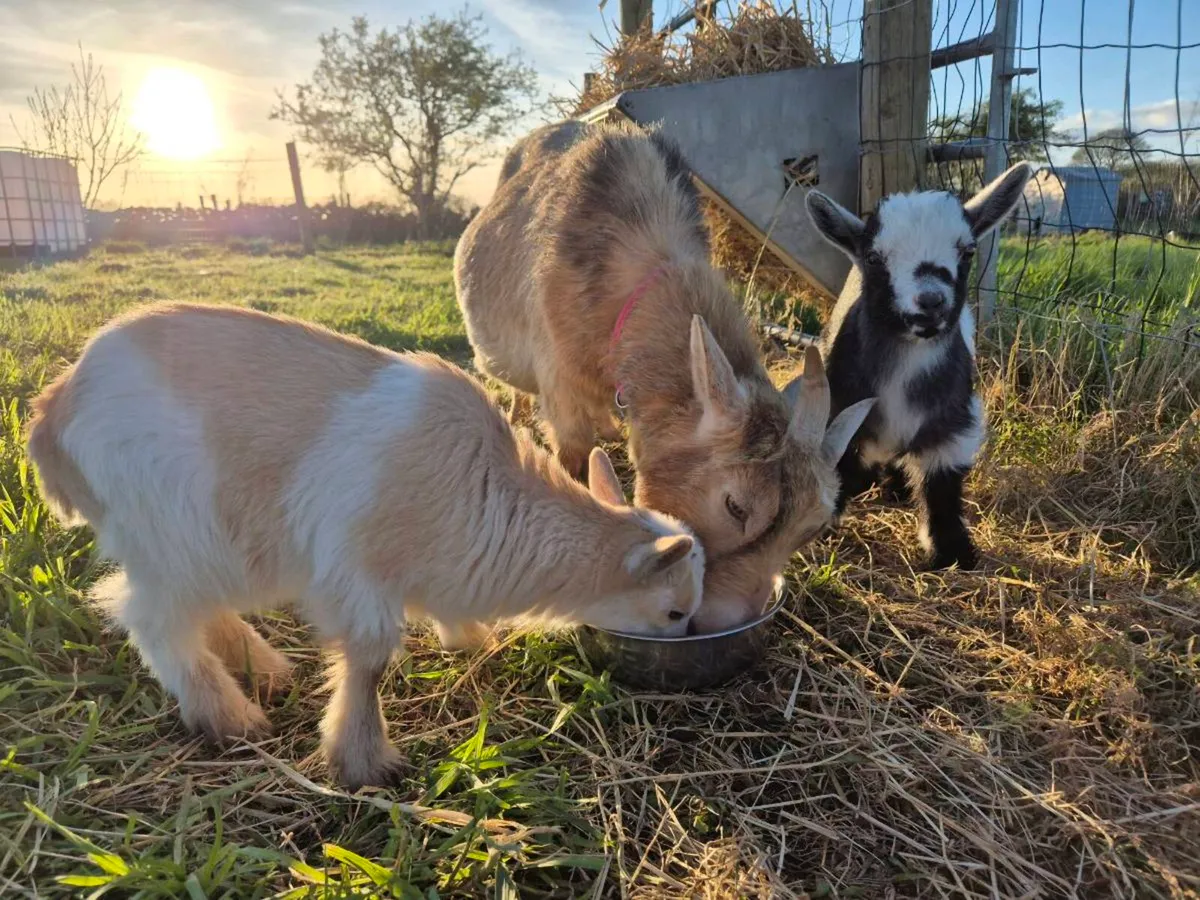 Pygmy Goat Kids from Pedigree Registered Parents - Image 4