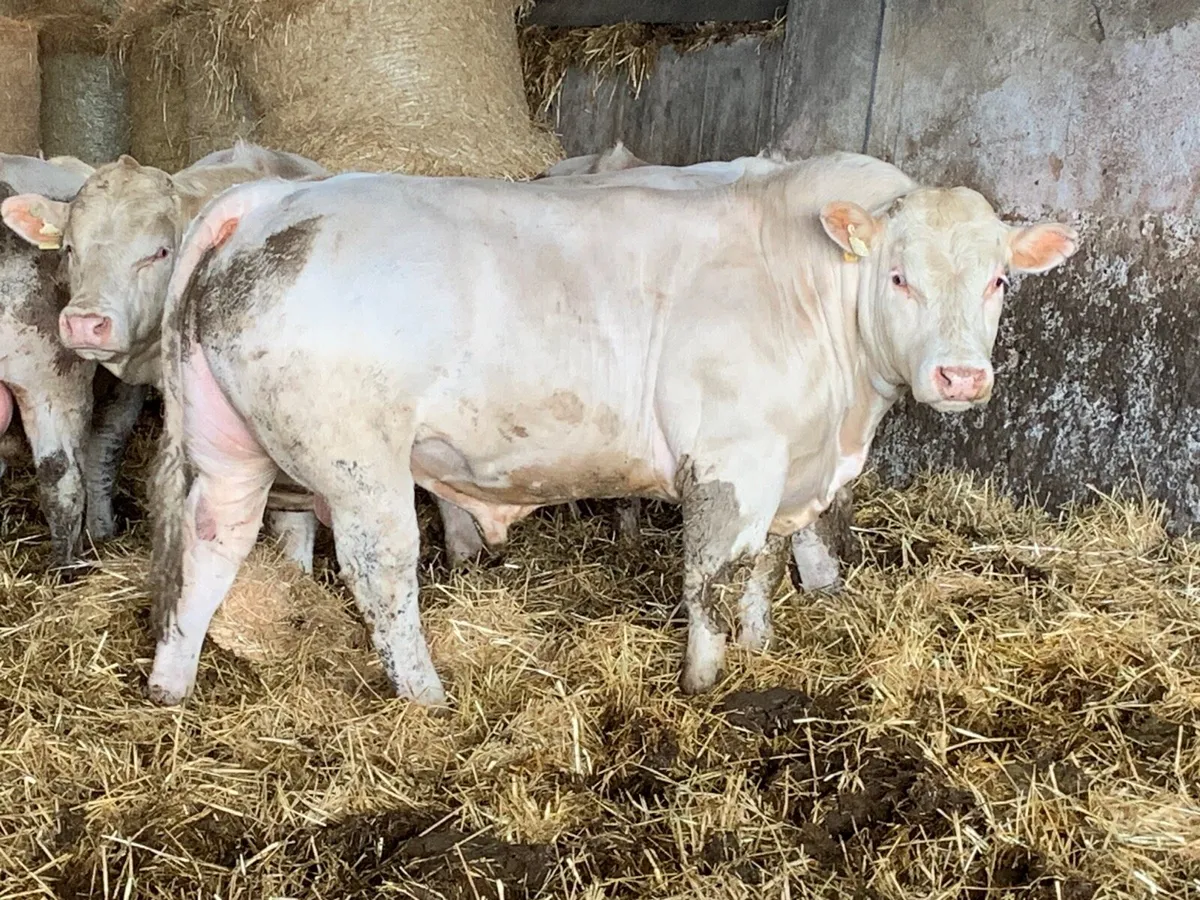 Pedigree Charolais bulls - Image 1