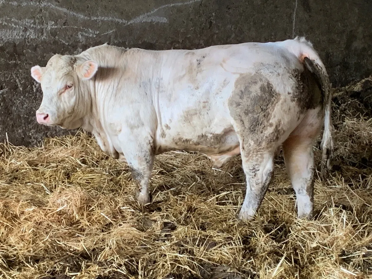 Pedigree Charolais bulls - Image 2