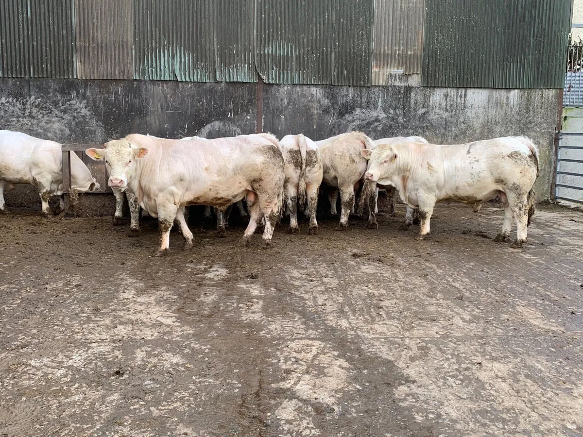 Pedigree Charolais bulls - Image 3