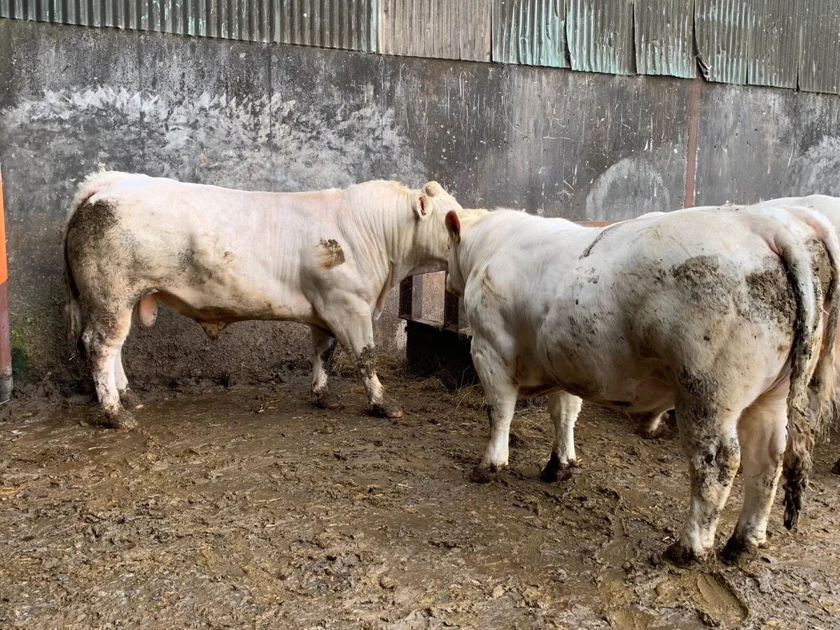 Pedigree Charolais bulls - Image 4