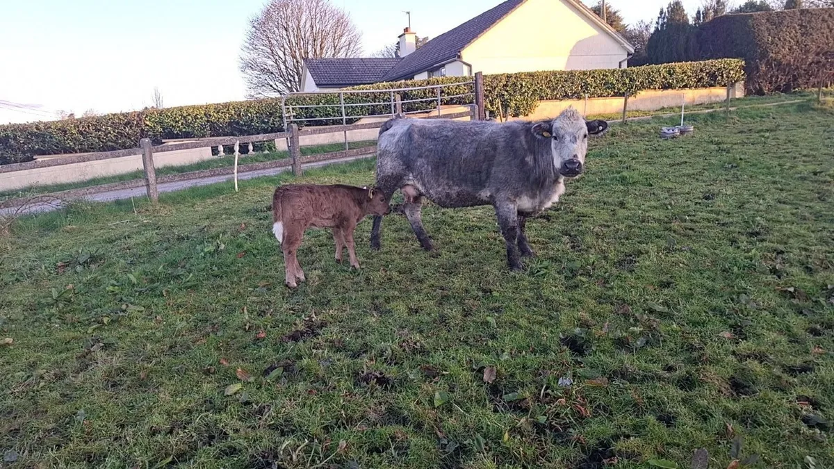 Two cow and calves - Image 3
