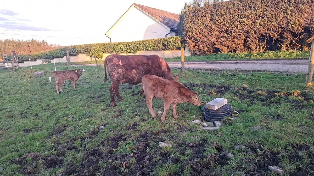 Two cow and calves - Image 4