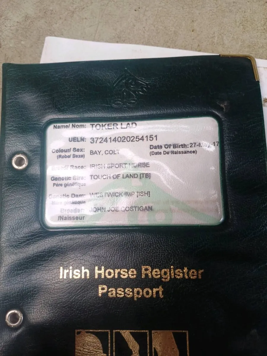 9yr old gelding - Image 2