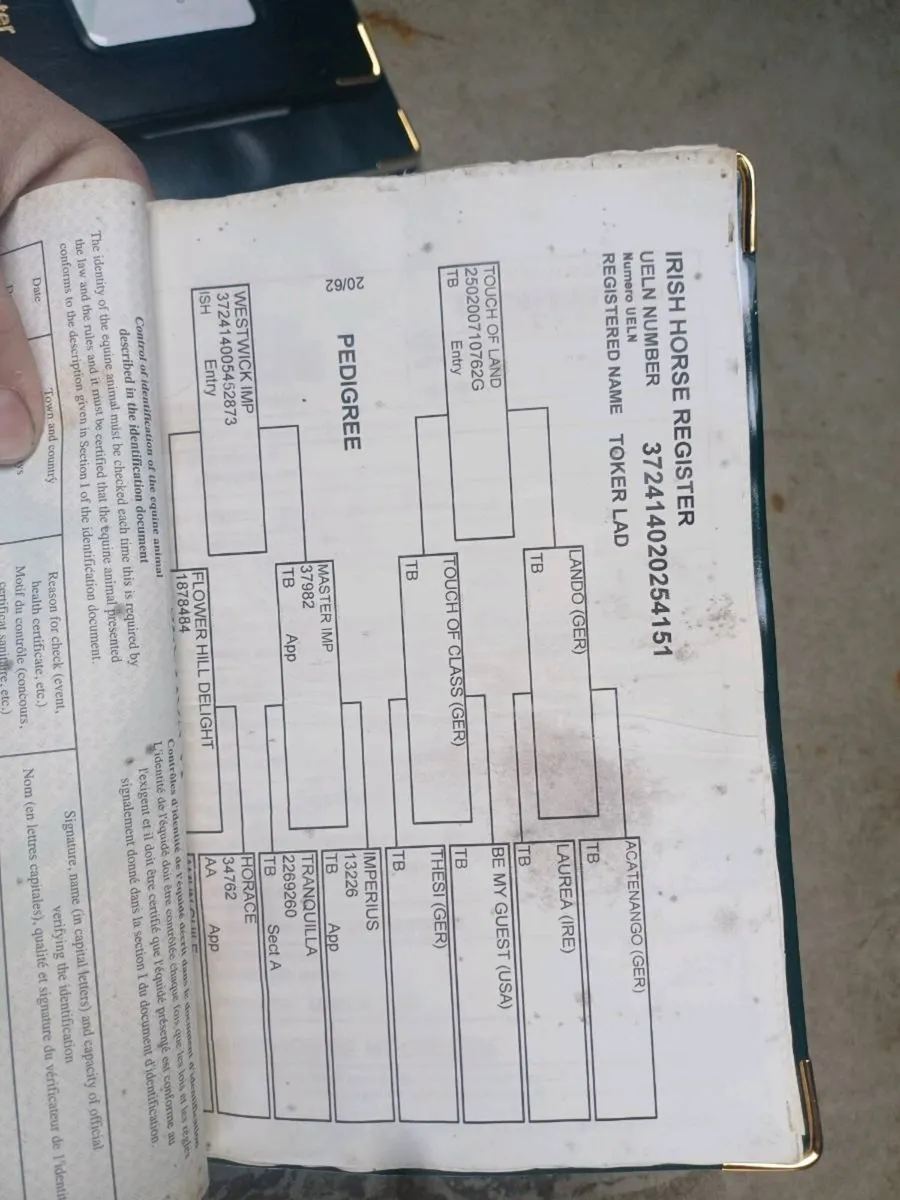 9yr old gelding - Image 3