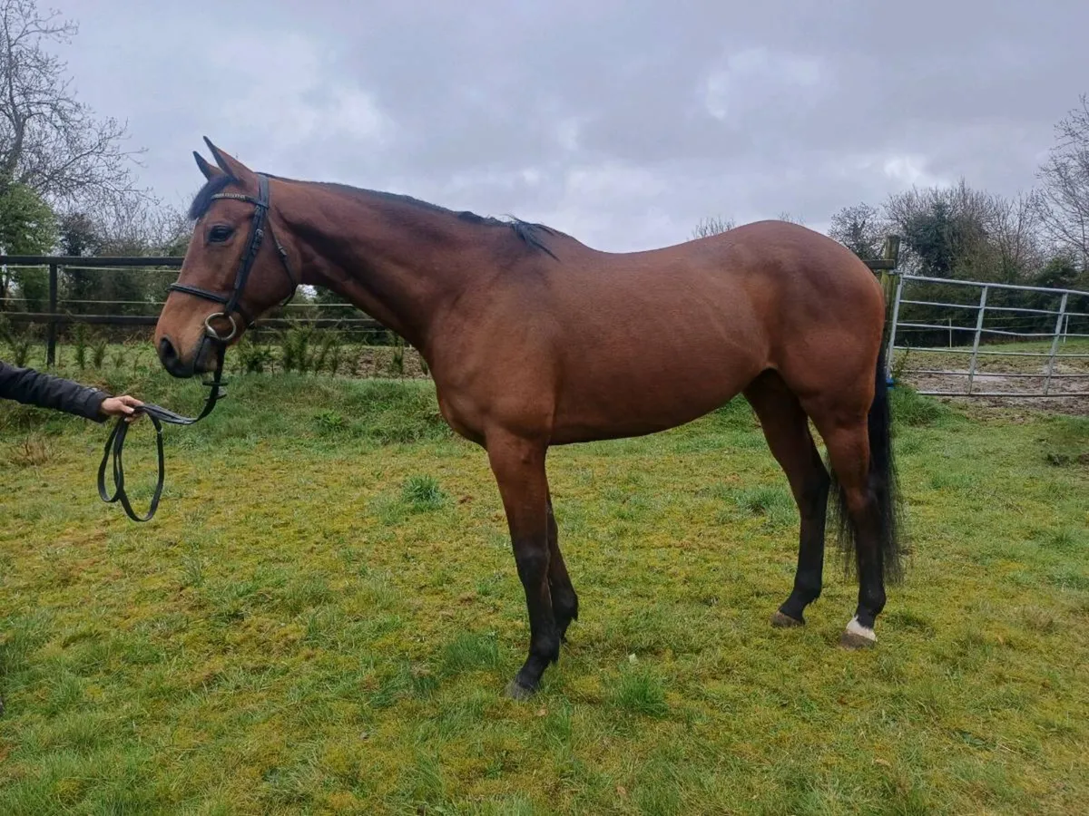 9yr old gelding - Image 1