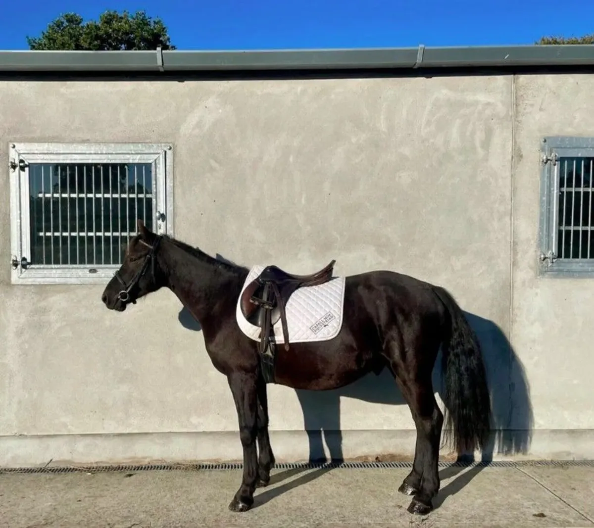 Non reg Connemara Gelding - Image 2