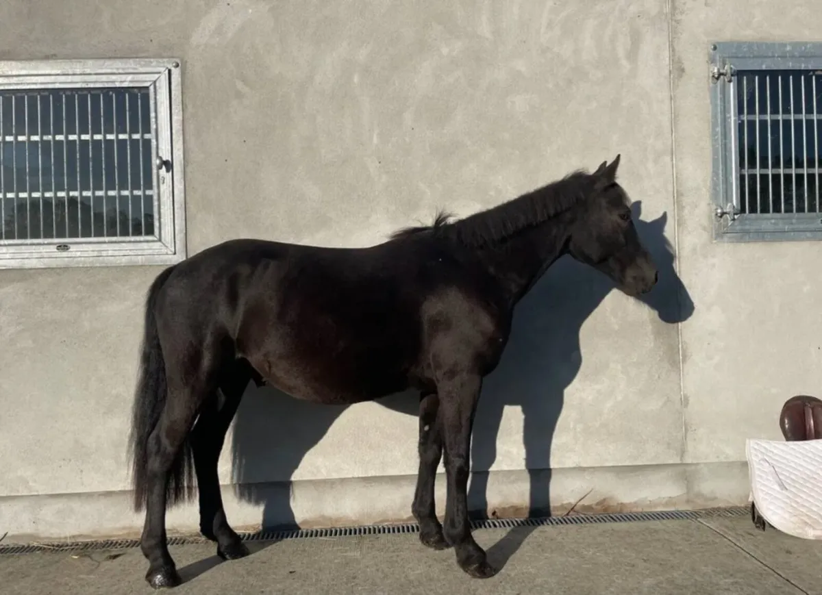 Non reg Connemara Gelding - Image 3