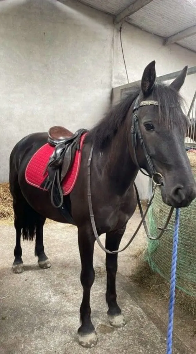 Non reg Connemara Gelding - Image 4