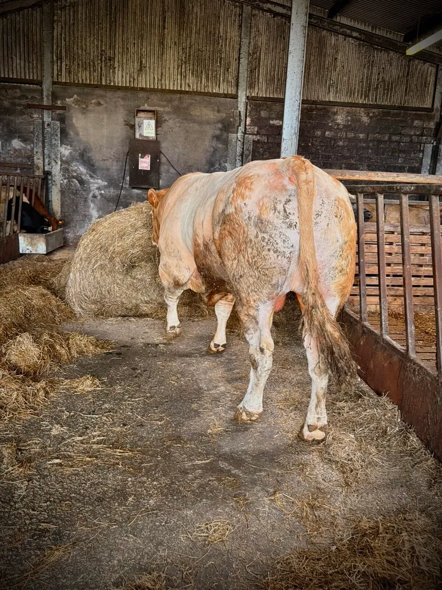 Pedigree Registered  Blonde Bull - Image 3