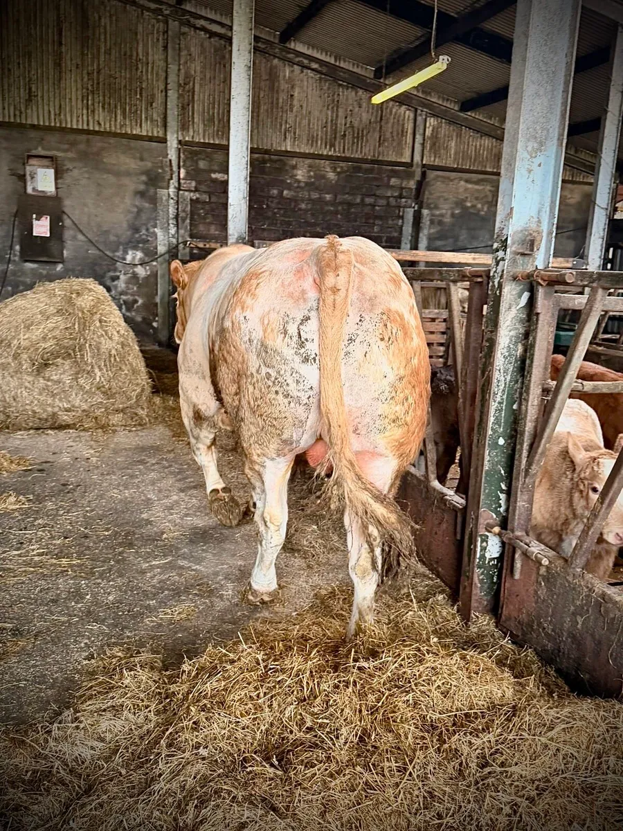 Pedigree Registered  Blonde Bull - Image 4