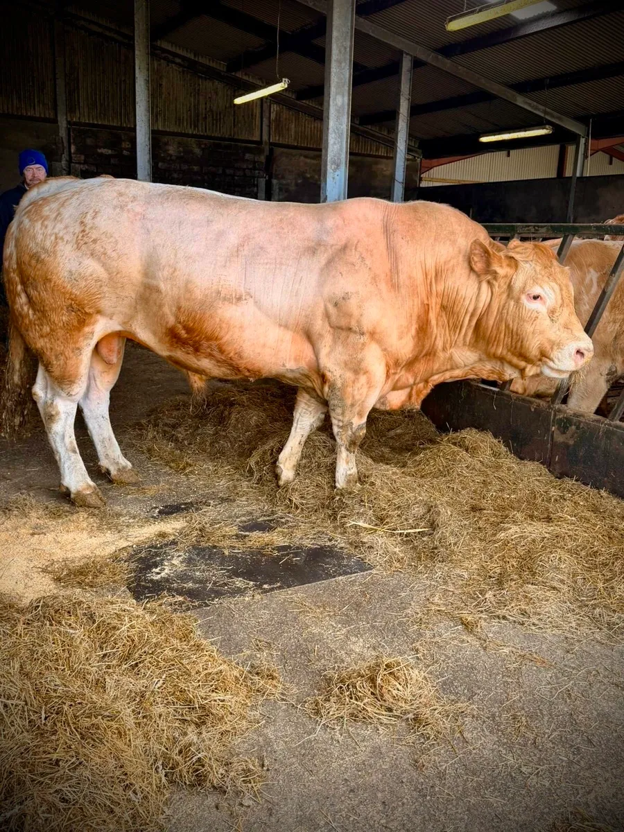 Pedigree Registered  Blonde Bull - Image 1