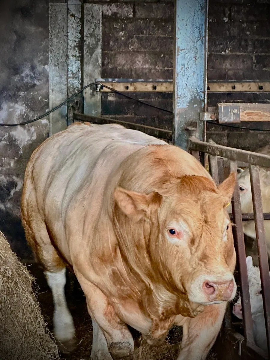 Pedigree Registered  Blonde Bull - Image 2