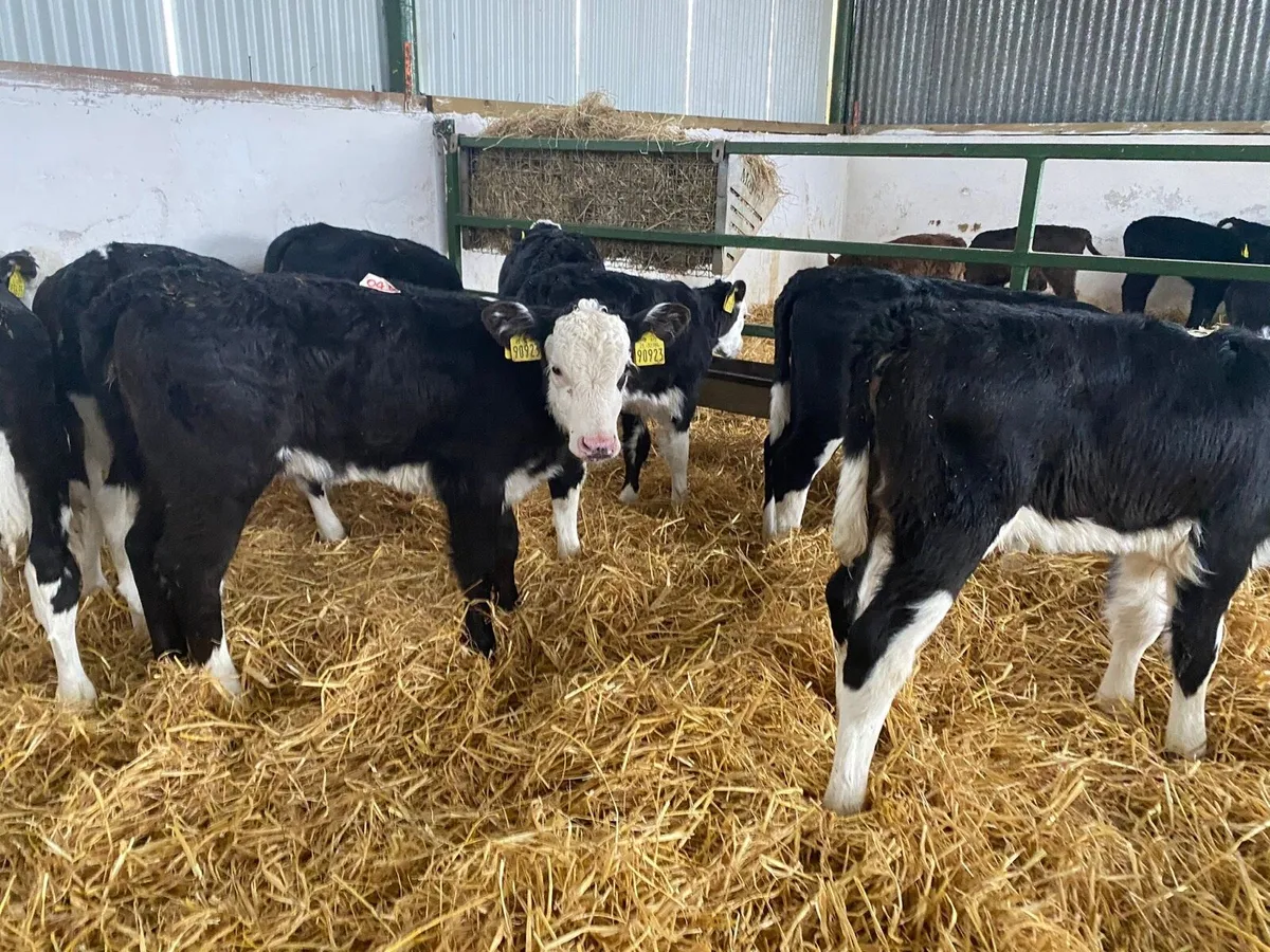 Heifer Calves - Image 1