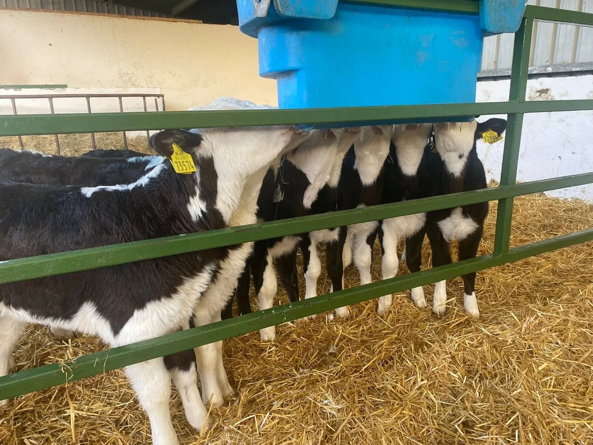 Heifer Calves - Image 2