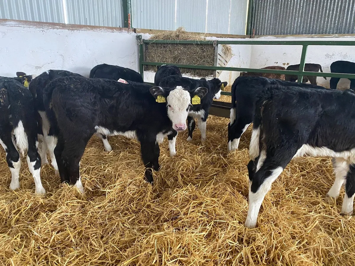 Heifer Calves - Image 3