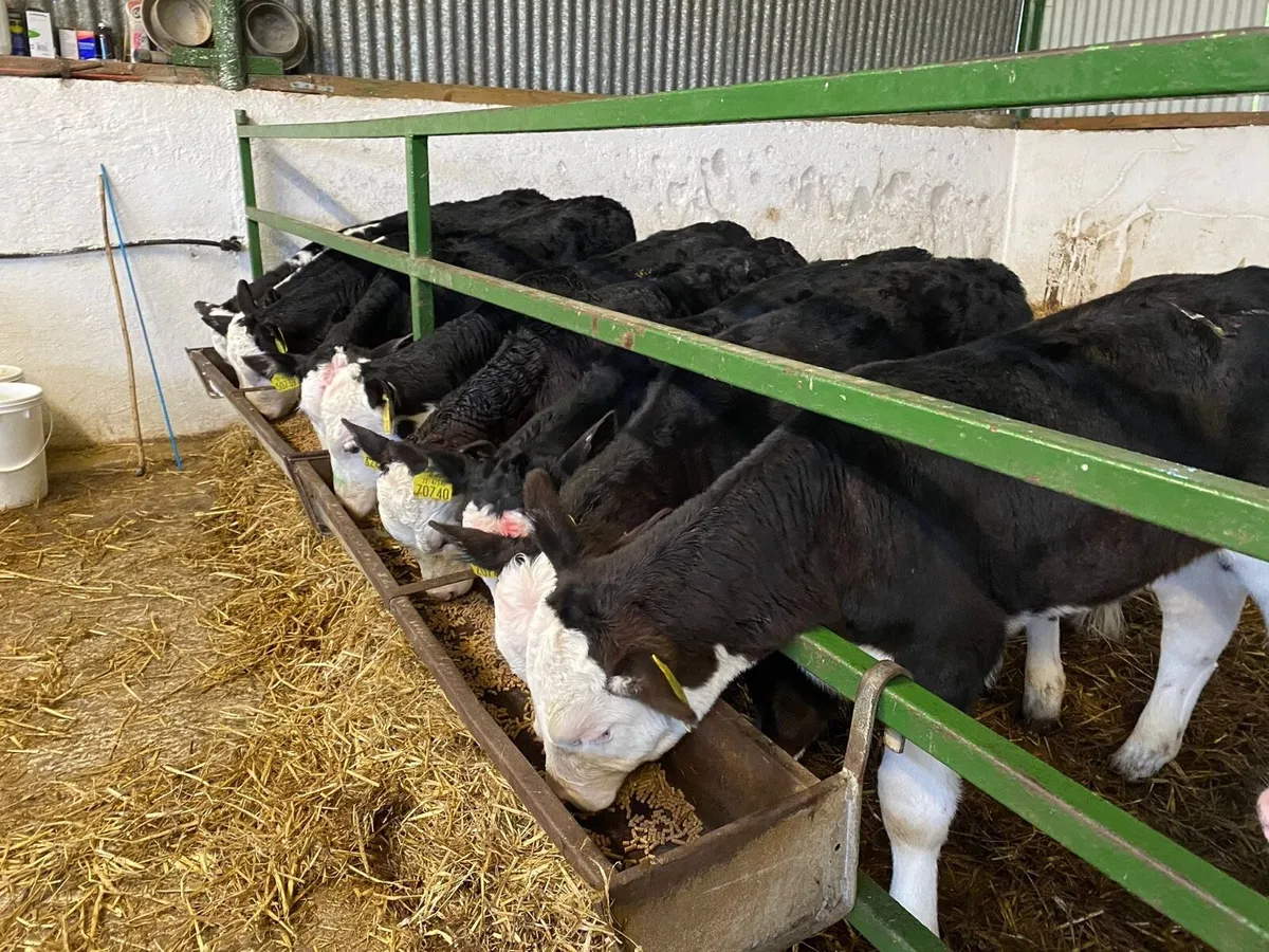 Heifer Calves - Image 4