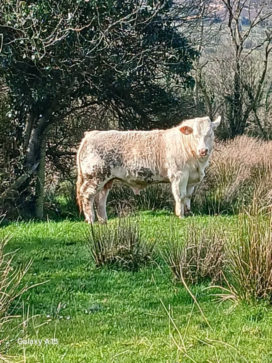 Pedigree ch bull - Image 3