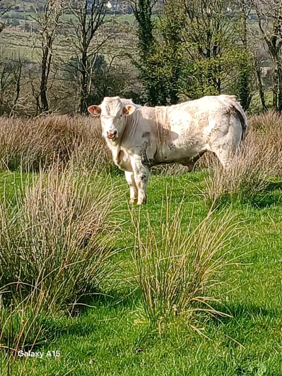 Pedigree ch bull - Image 4