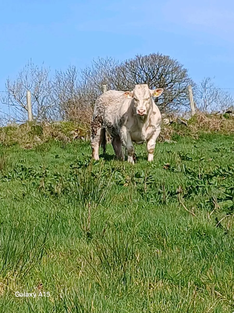 Pedigree ch bull - Image 1