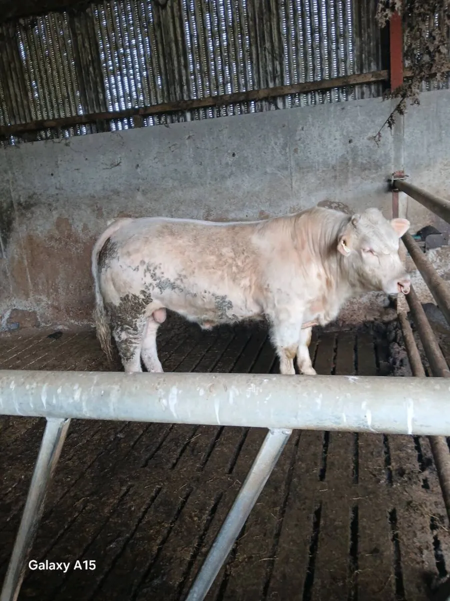 Pedigree ch bull - Image 2