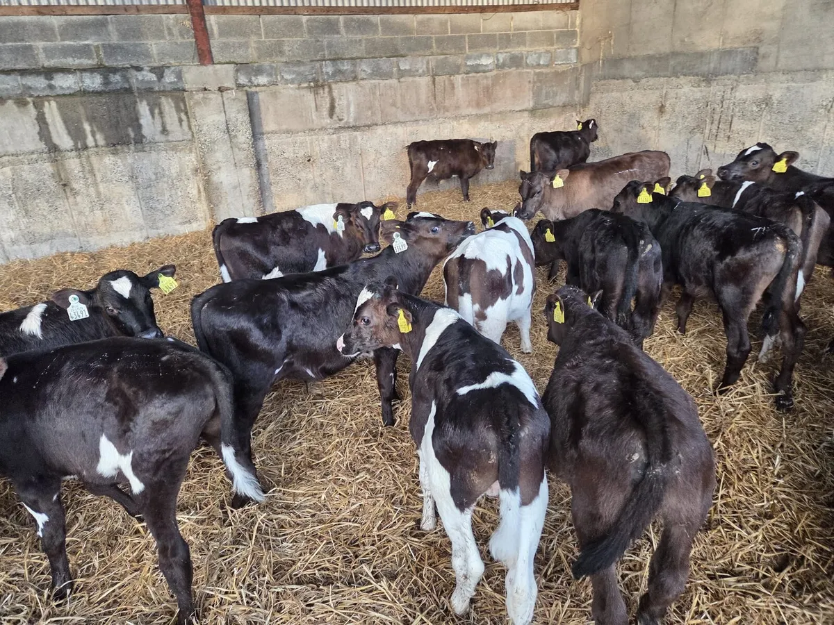 50 reared calves - Image 1