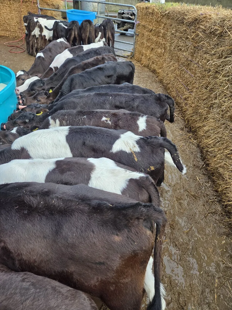 50 reared calves - Image 3