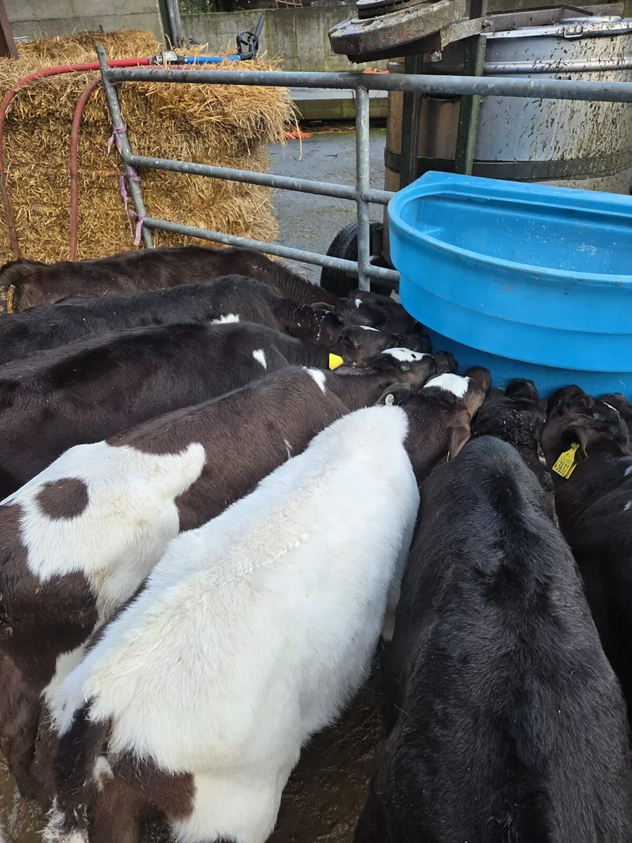 50 reared calves - Image 4