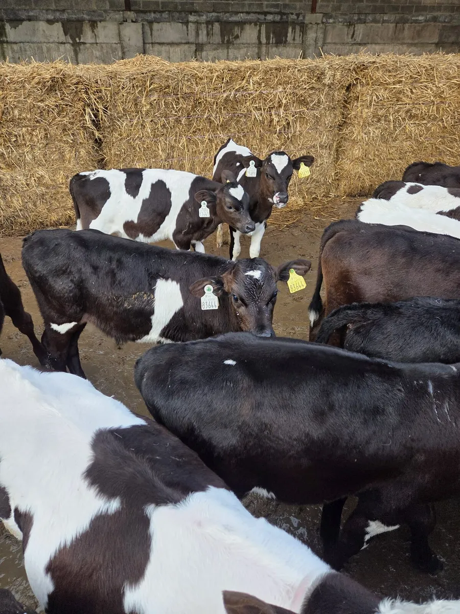 50 reared calves - Image 2