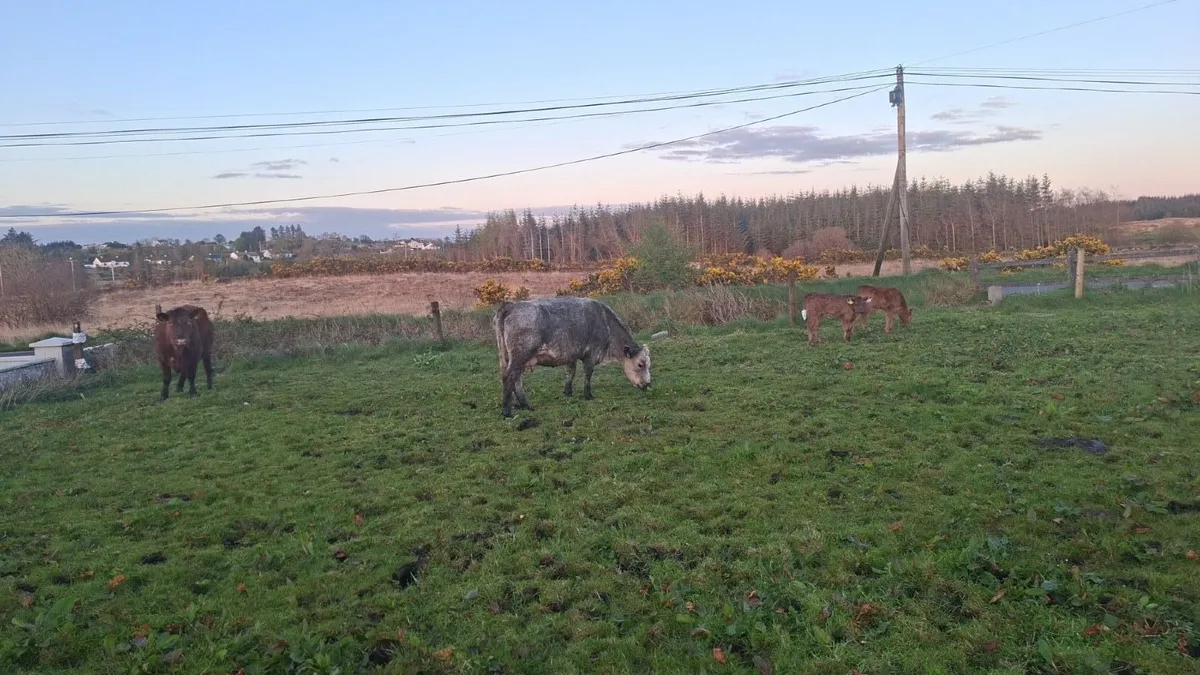 Two cow and calves - Image 1
