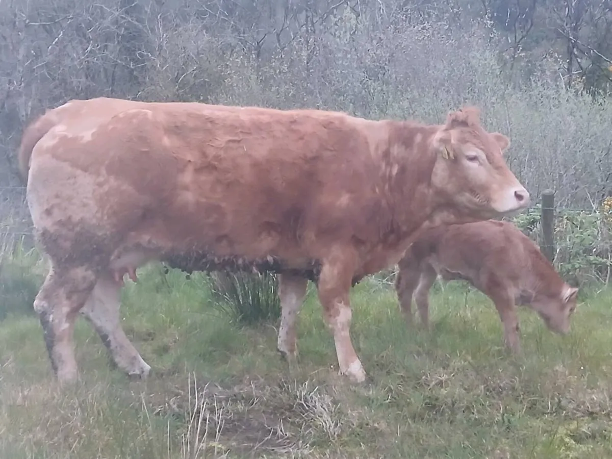 Cow and calf - Image 1