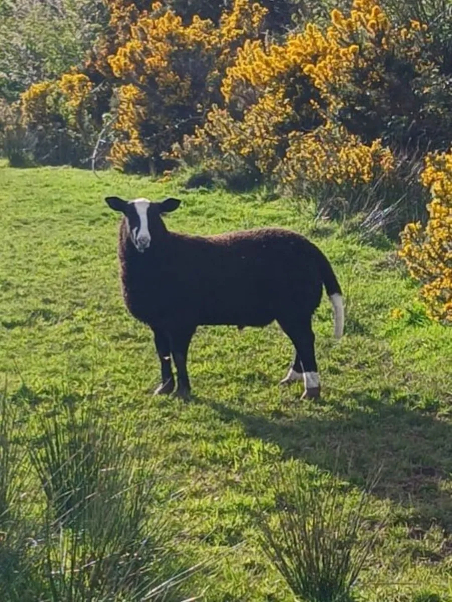 PBNR Zwartble ram lamb - Image 1