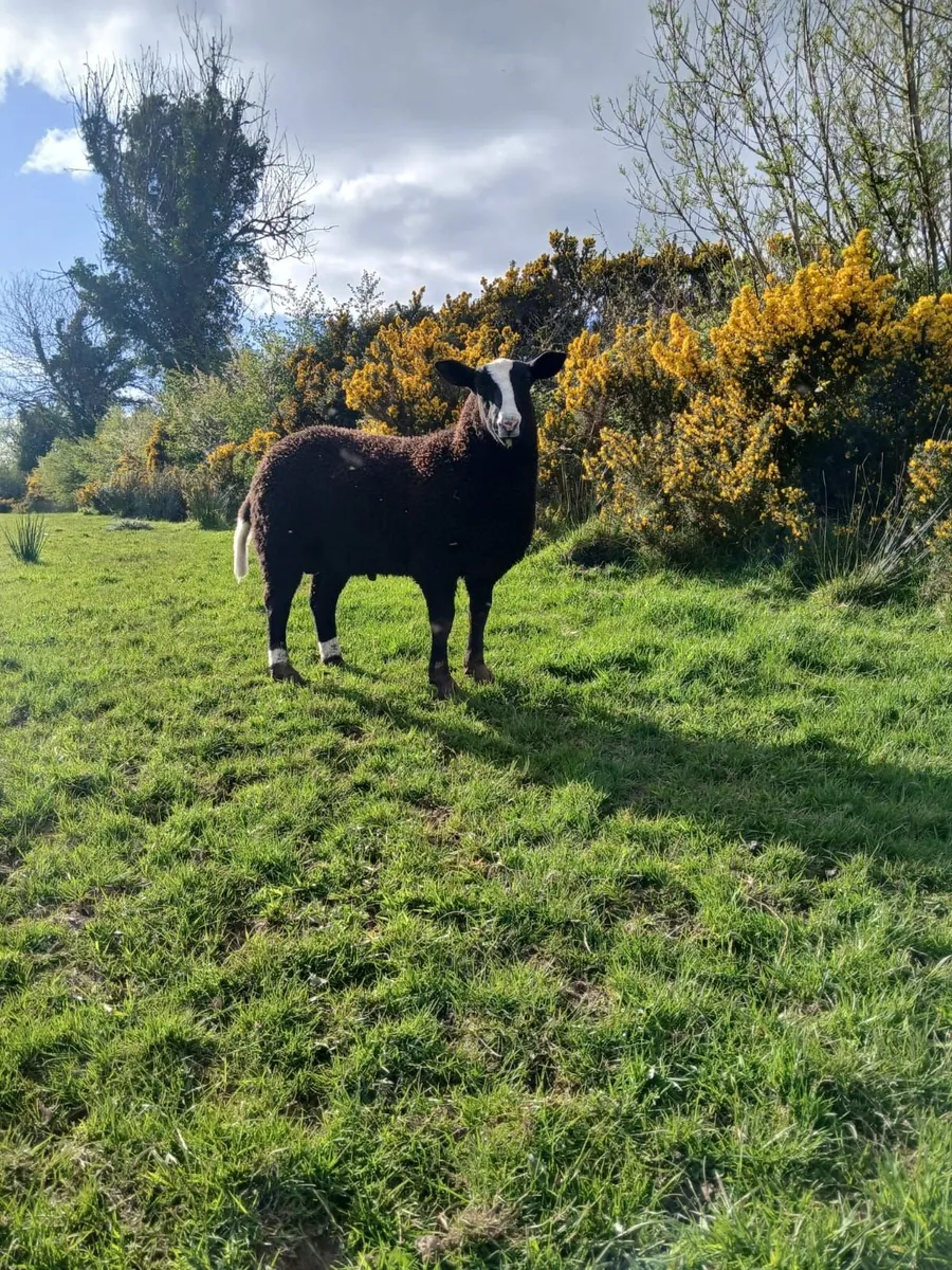 PBNR Zwartble ram lamb - Image 4