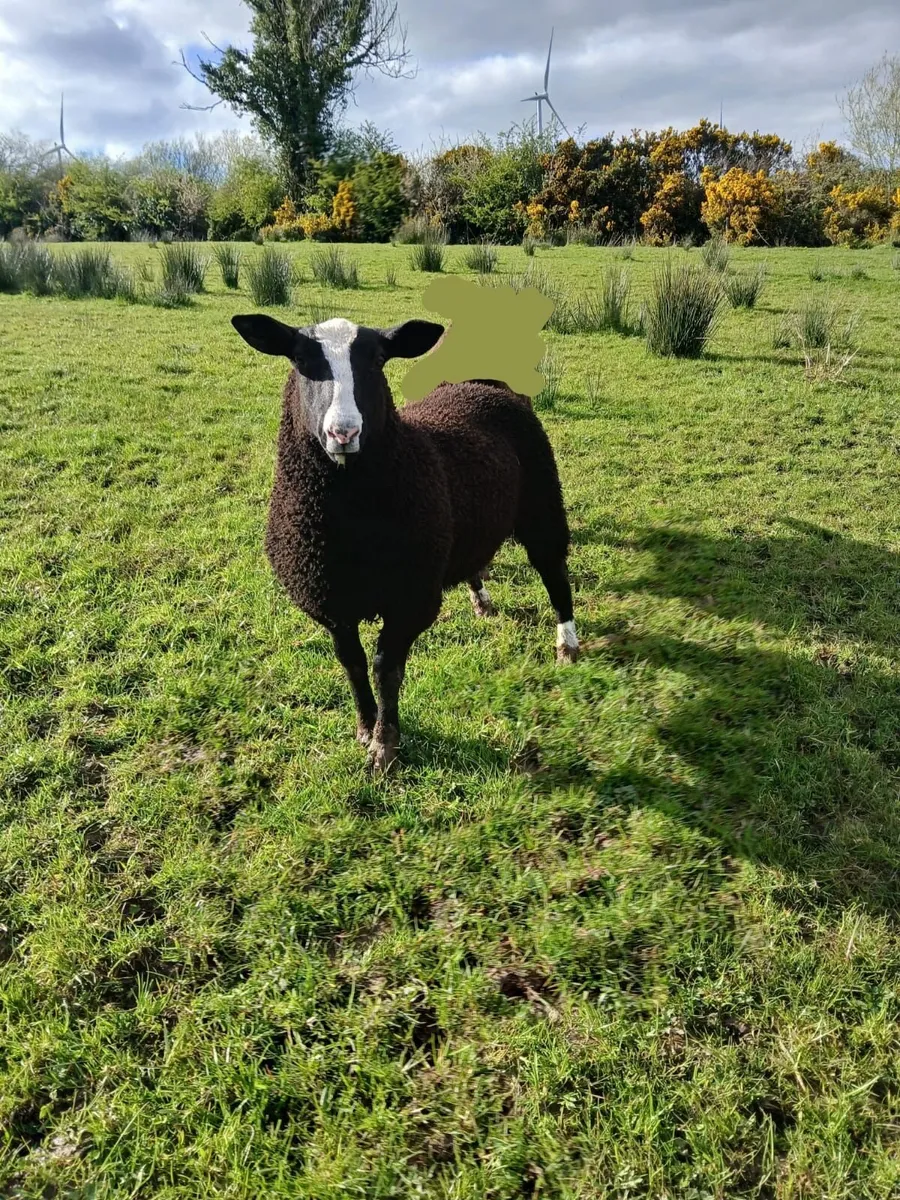PBNR Zwartble ram lamb - Image 2