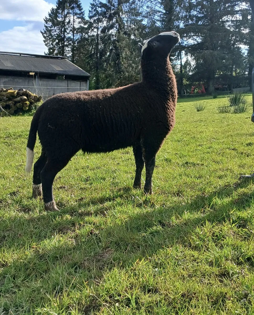 PBNR Zwartble ram lamb - Image 3