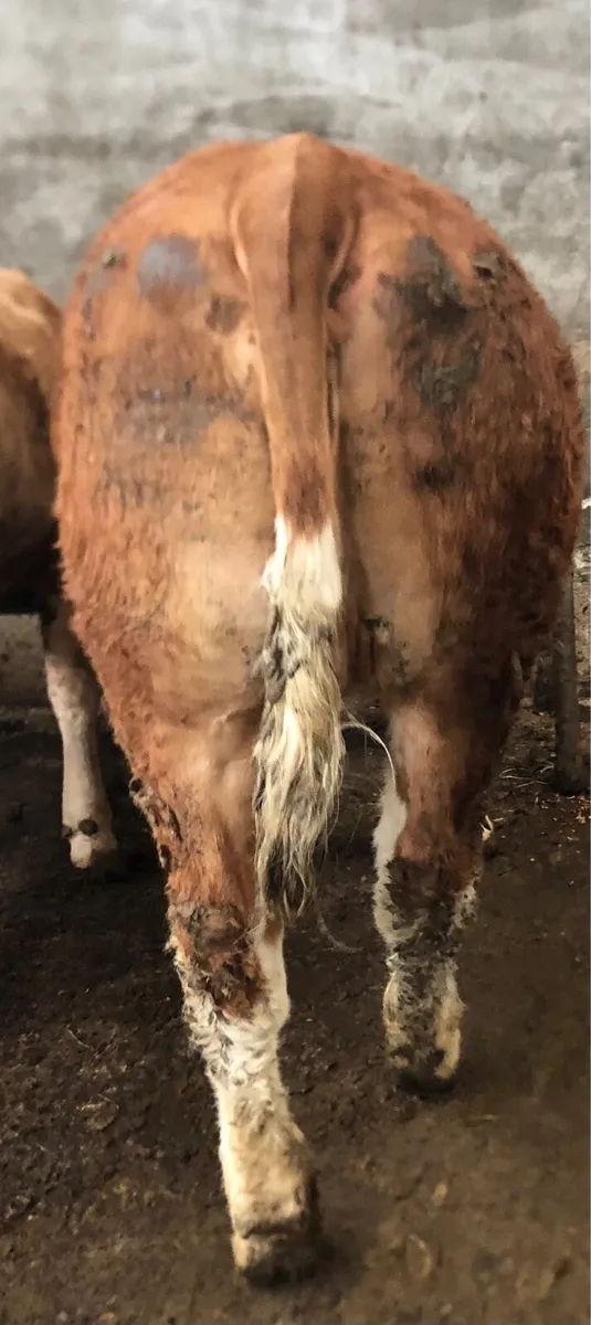 5 Star Pedigree Simmental Heifer - Image 3