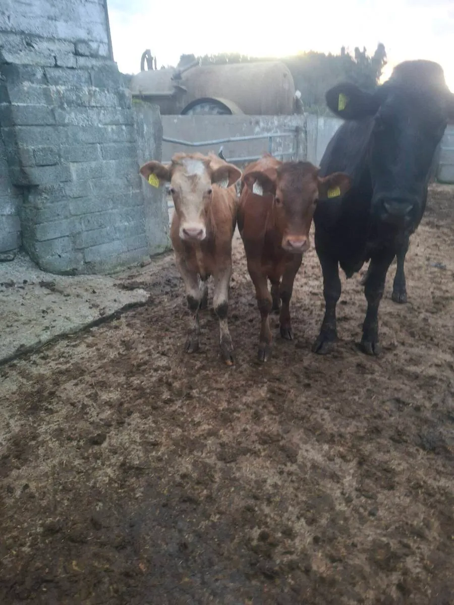 Cow with twin calves - Image 3