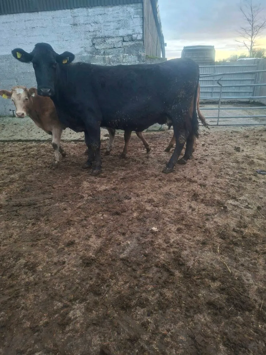 Cow with twin calves - Image 4
