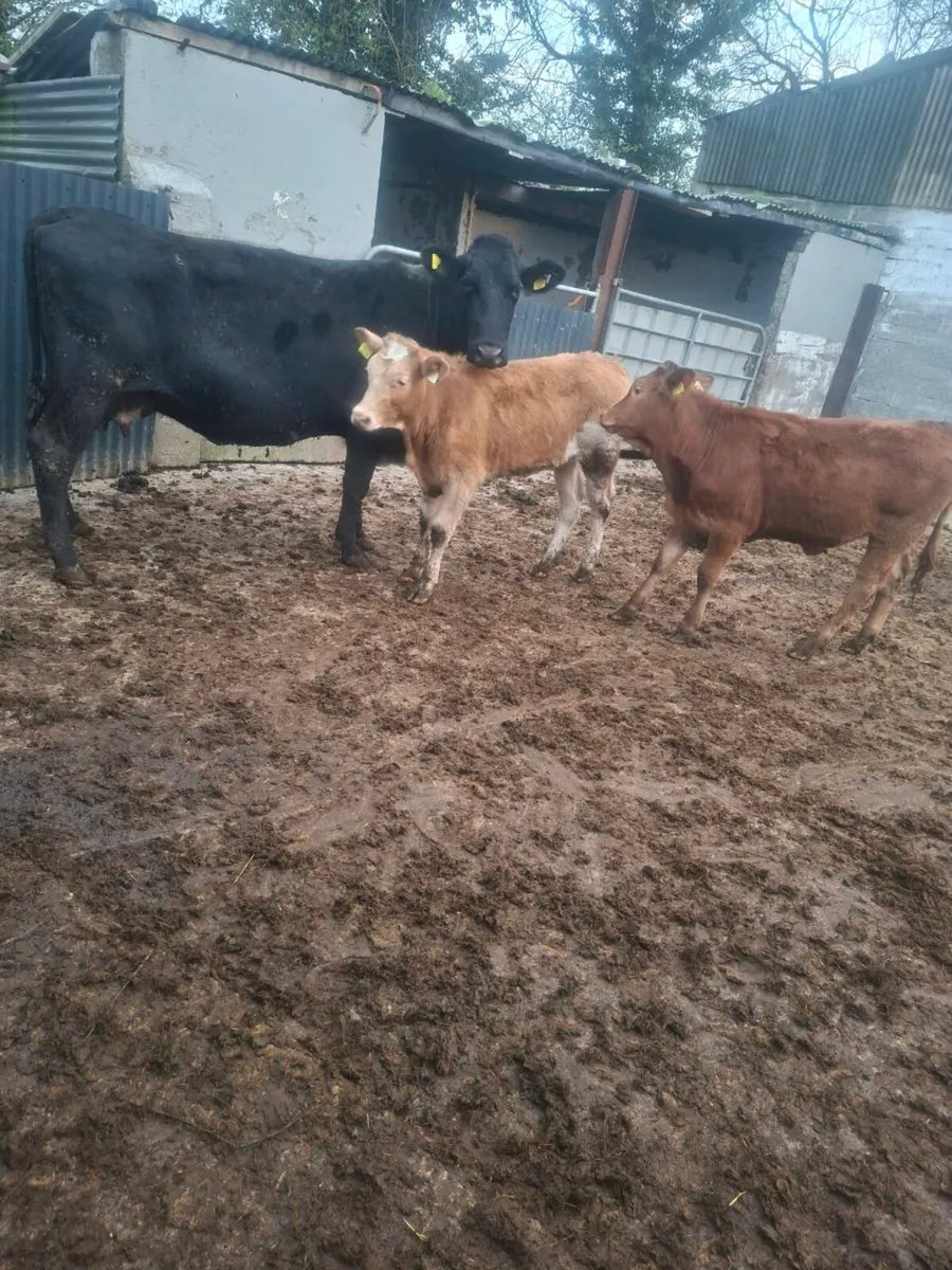 Cow with twin calves - Image 1