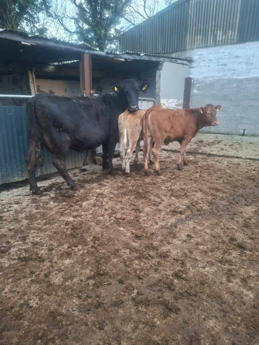 Cow with twin calves - Image 2
