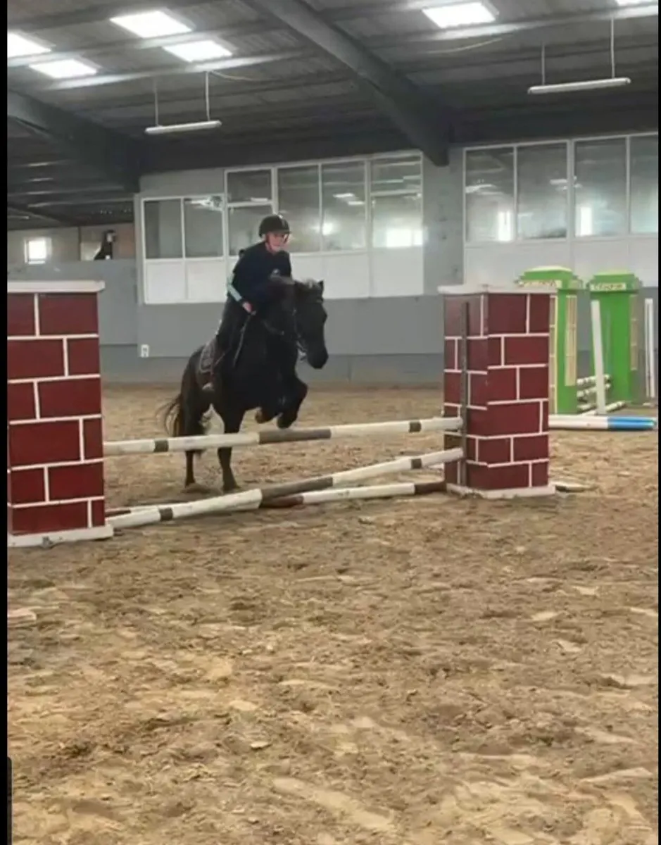 Non reg Connemara Gelding - Image 1