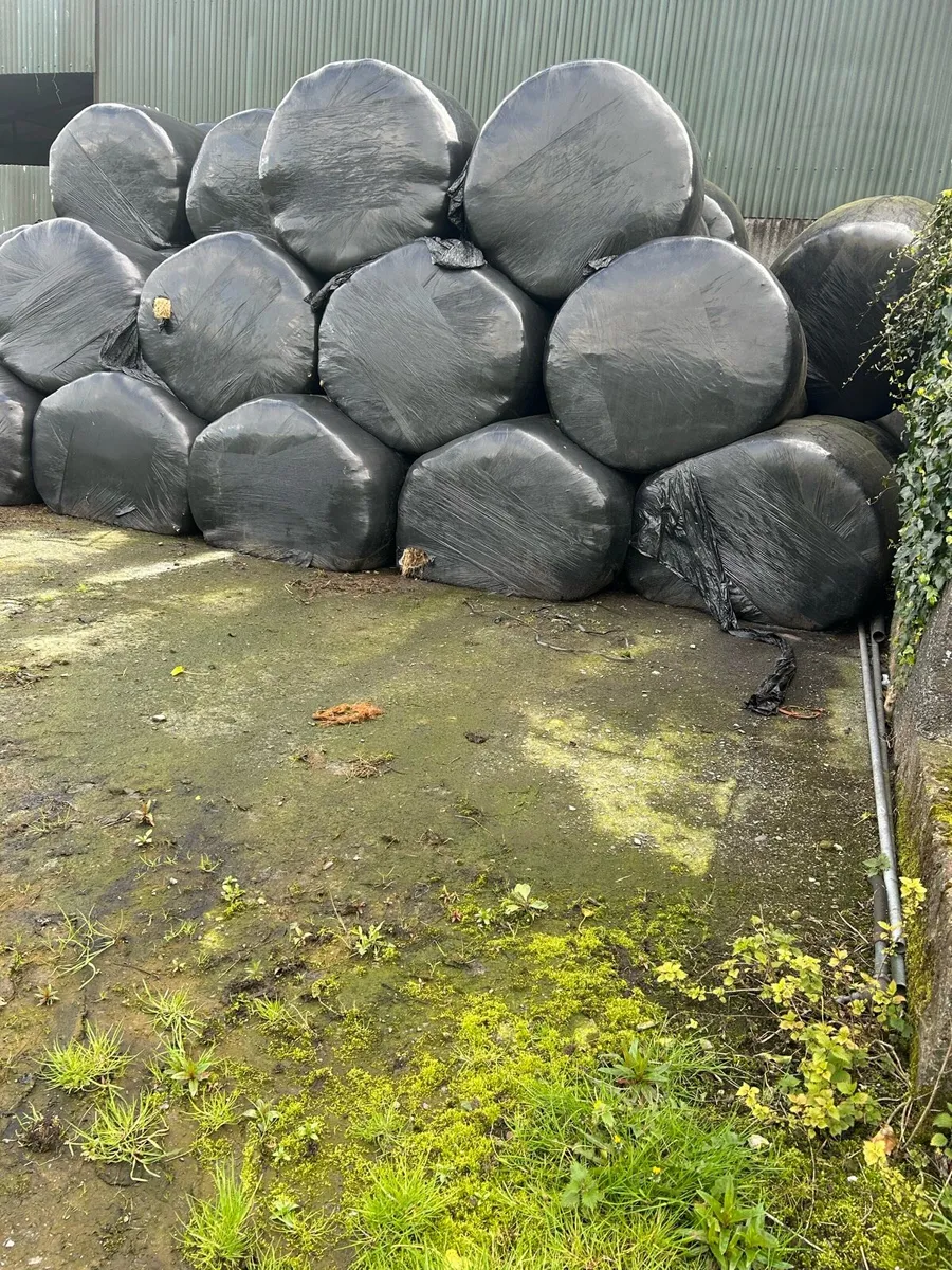 Silage bales - Image 1