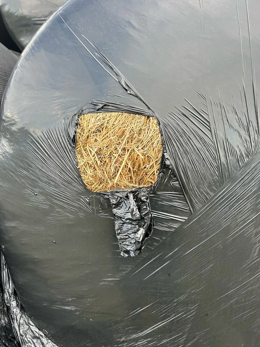 Silage bales - Image 2