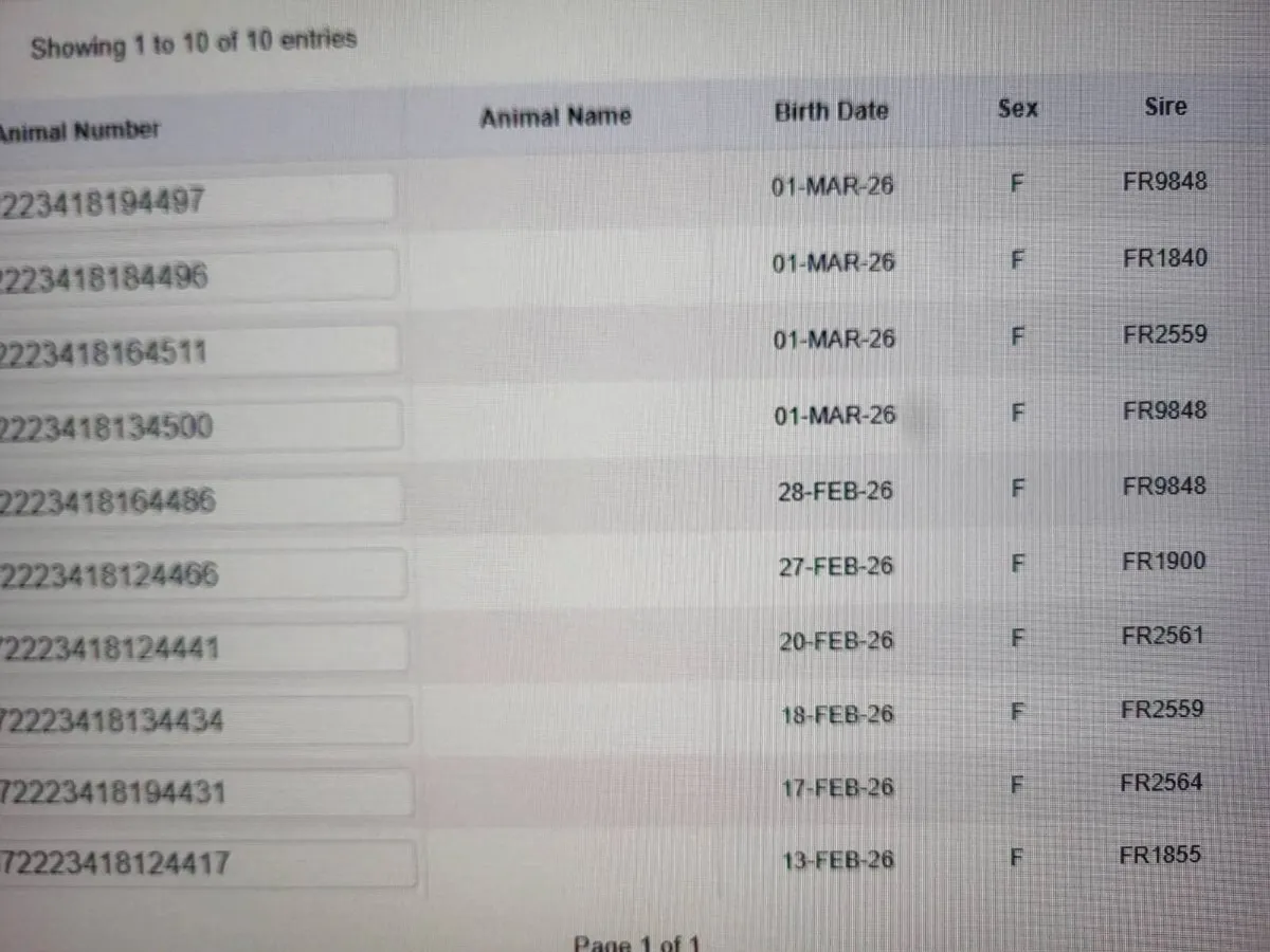 Heifer calves - Image 3