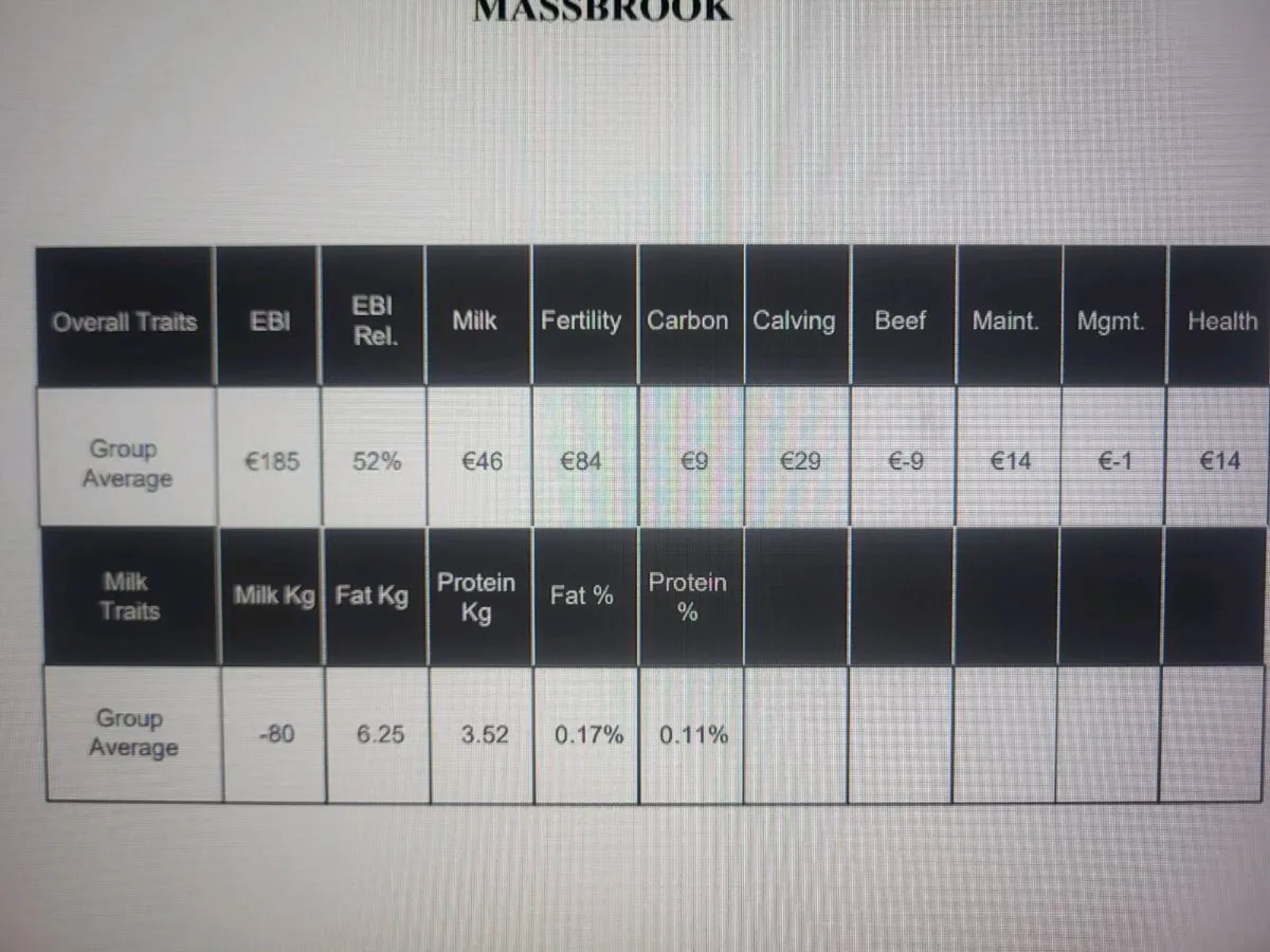 Heifer calves - Image 4