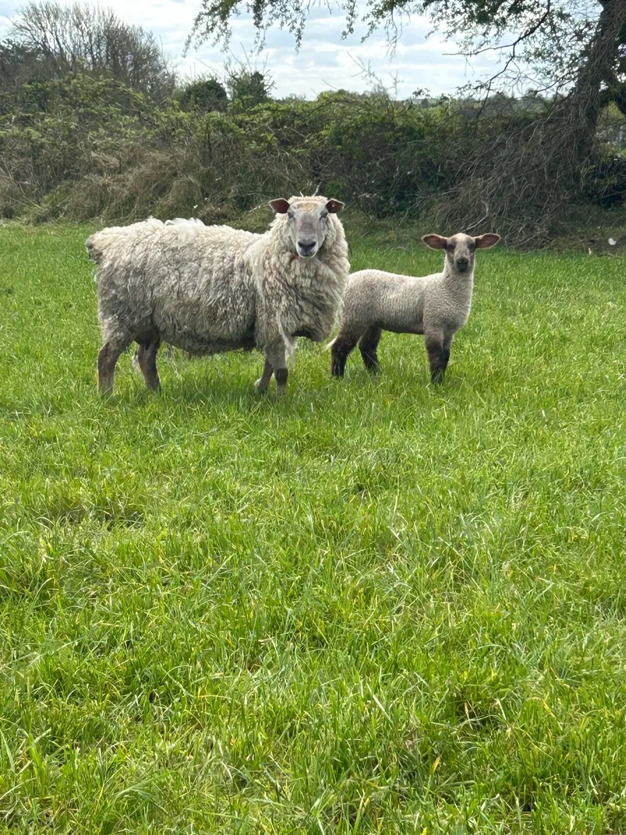 EWES AND LAMBS - Image 4