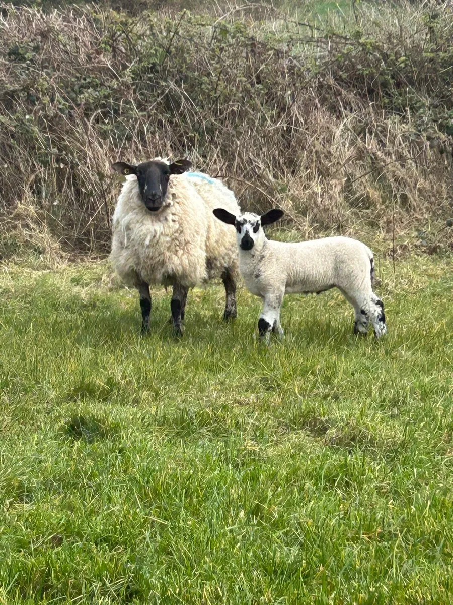 EWES AND LAMBS - Image 1