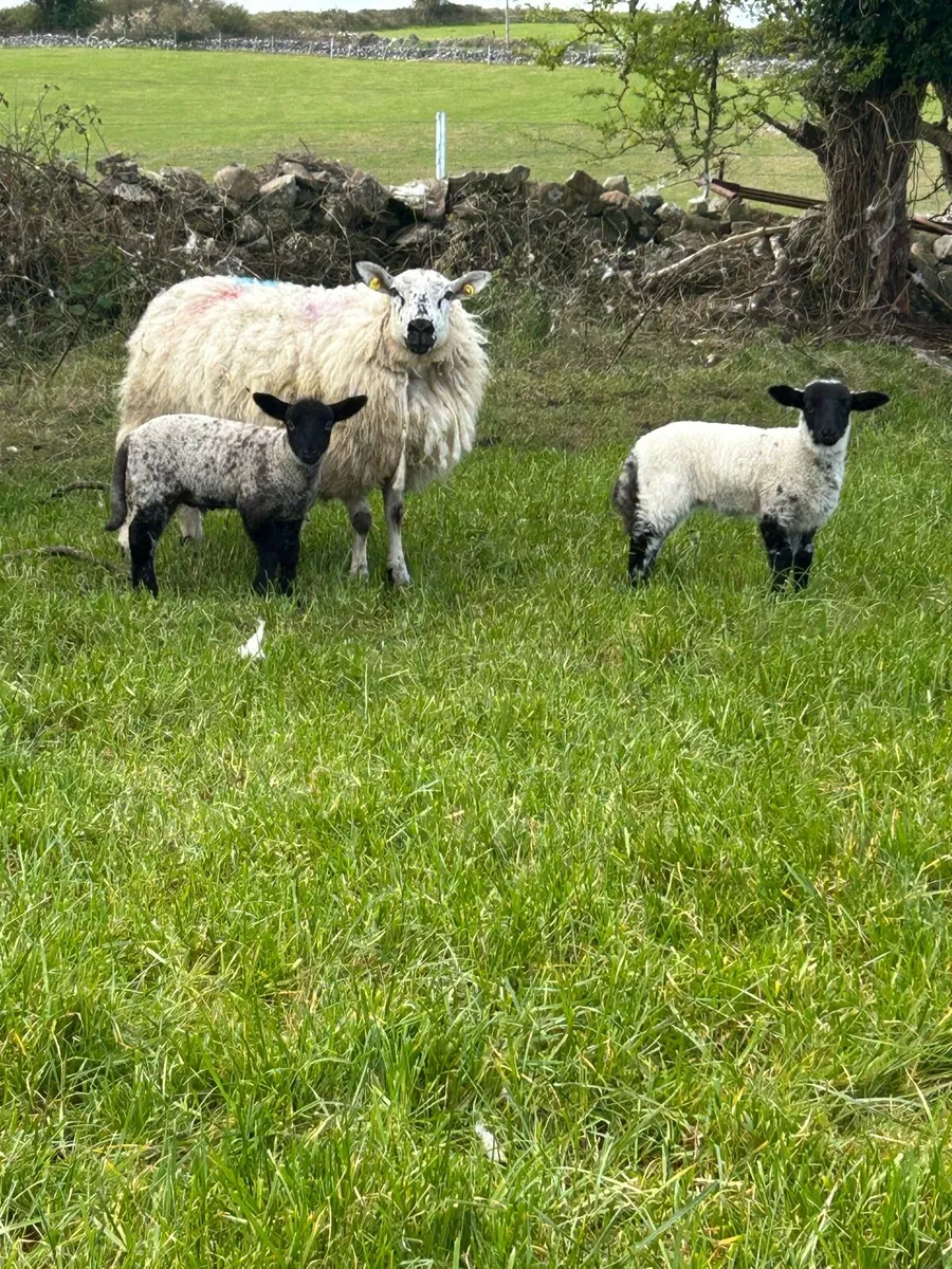 EWES AND LAMBS - Image 2